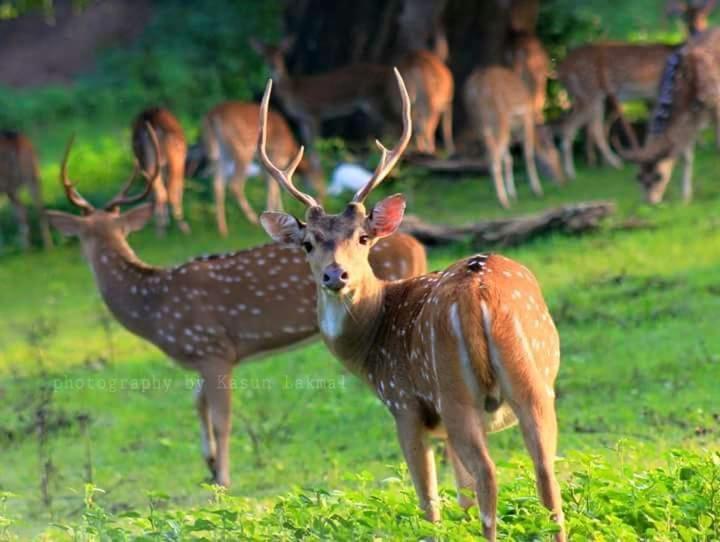 Kottamba Yala Stay & Safari Tissamaharama Ngoại thất bức ảnh
